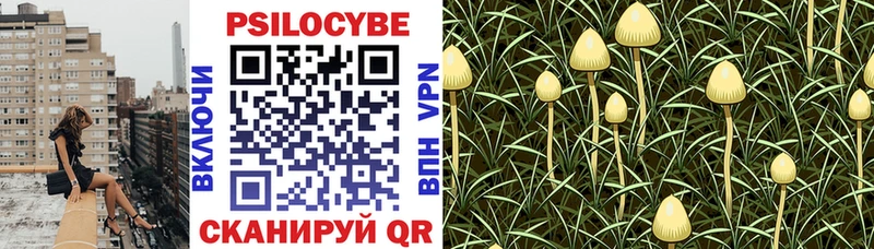 купить наркоту  Горняк  Псилоцибиновые грибы мицелий 